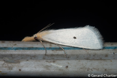 Scirpophaga melanostigma