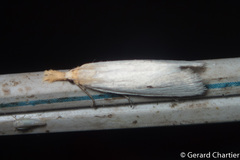 Scirpophaga melanostigma