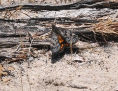 Synemon parthenoides