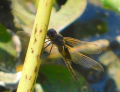 Miathyria marcella