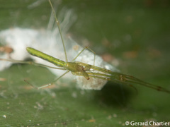 Tetragnatha hasselti