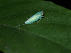 Krisnini