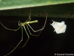 Tetragnatha hasselti