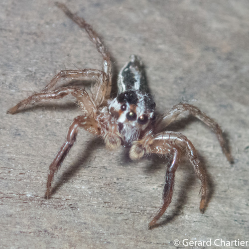 Taxon - Plexippus paykulli (Pantropical Jumping Spider) - Gee Nature