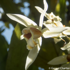 Coelogyne trinervis