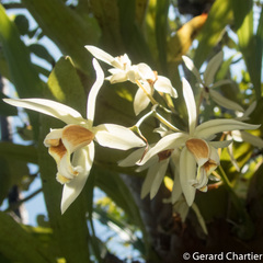 Coelogyne trinervis
