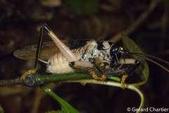 Capnogryllacris khmerica