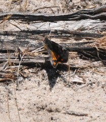 Synemon parthenoides