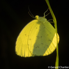 Eurema hecabe hecabe