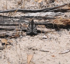 Synemon parthenoides