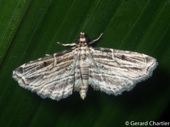 Sufetula
