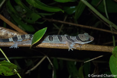 Cyrtodactylus intermedius