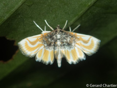 Musotiminae