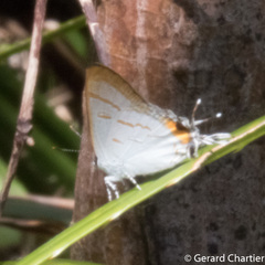 Hypolycaena thecloides