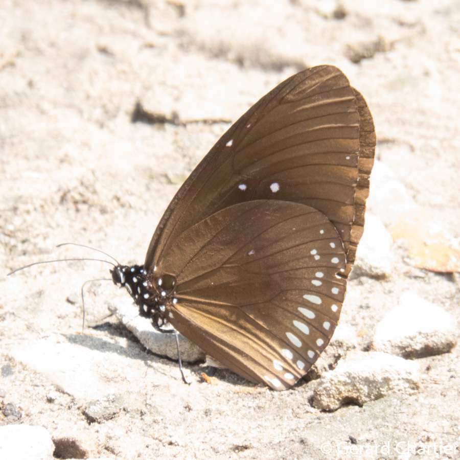 blue spotted crow