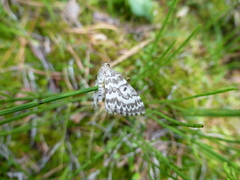 Heterothera serraria