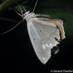 Pareumelea eugeniata