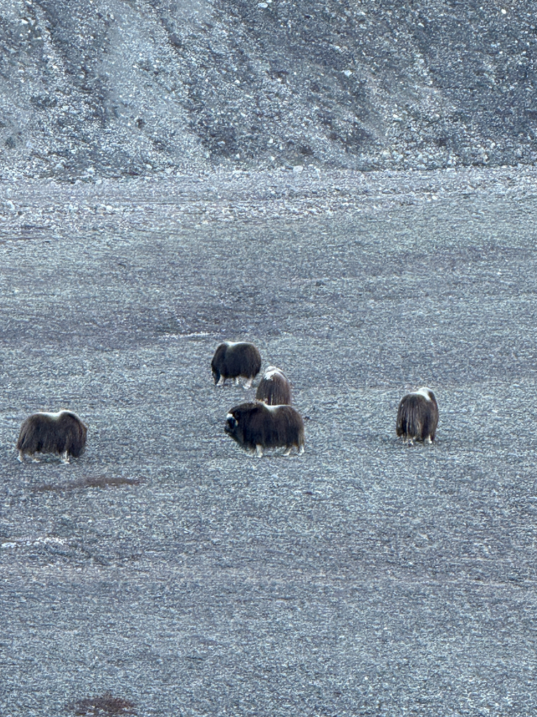 Ovibos moschatus, Northeast Greenland National Park, GL, by tetapay