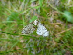 Heterothera serraria