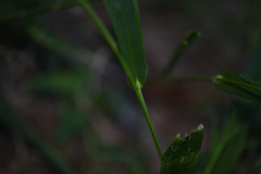 Panicum