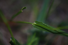 Panicum