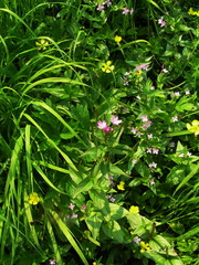 Epilobium glandulosum