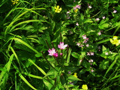 Epilobium glandulosum