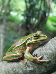 Green and Golden Bell Frog photo 3