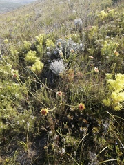 Leucadendron elimense elimense