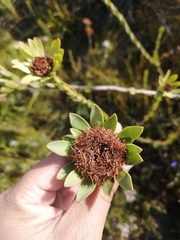 Leucadendron elimense elimense