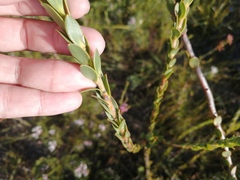 Leucadendron elimense elimense
