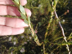 Leucadendron elimense elimense