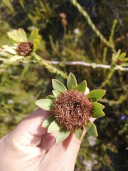 Leucadendron elimense elimense
