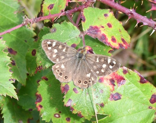 Speckled Wood