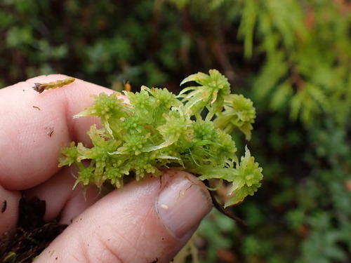 Pacific Peatmoss (Sphagnum pacificum)