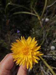 Lachnaea aurea