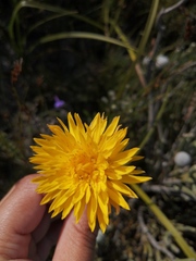 Lachnaea aurea