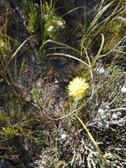 Lachnaea aurea