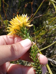 Lachnaea aurea