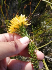 Lachnaea aurea