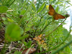 Idaea serpentata