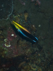 Labroides pectoralis