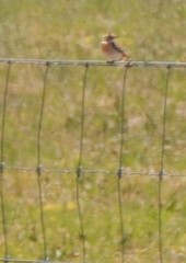 Epthianura tricolor