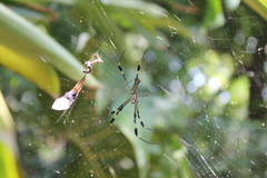 Trichonephila clavipes