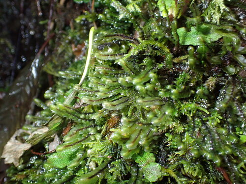 Marsh Earwort (Scapania uliginosa)