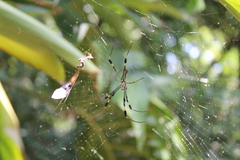Trichonephila clavipes