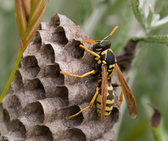 Polistes mongolicus