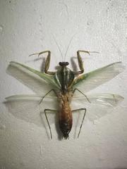 Rhombodera latipronotum