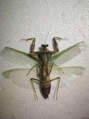 Rhombodera latipronotum
