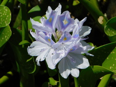 Pontederia crassipes